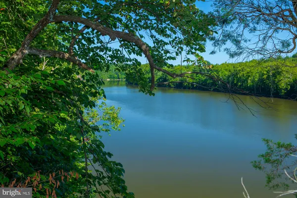 a view of a lake with a tree