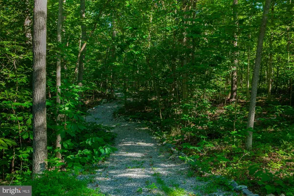 a view of a lush green forest
