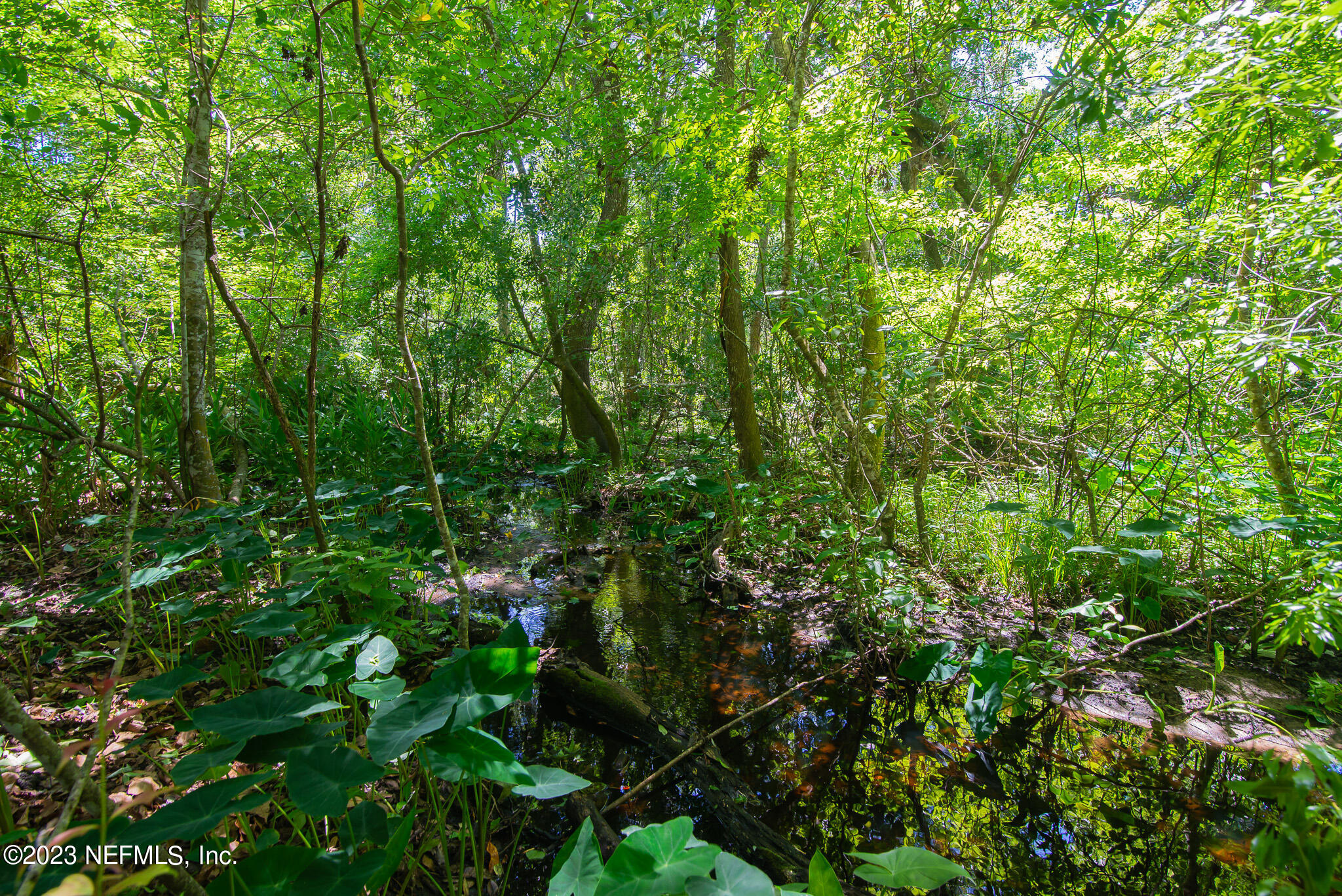 4233 Wicks Branch Road St. Augustine, FL 32086 - Photo 43 of 45 a view of a lush green forest