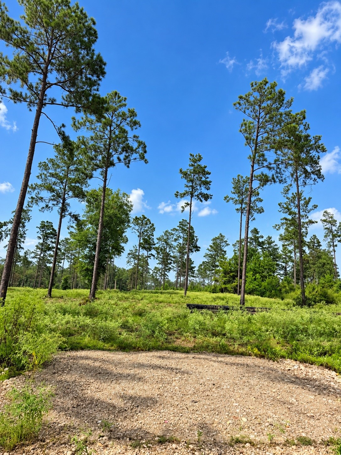 61 Reveille Road Livingston, TX 77351 - Photo 2 of 5 Gallery Image 2