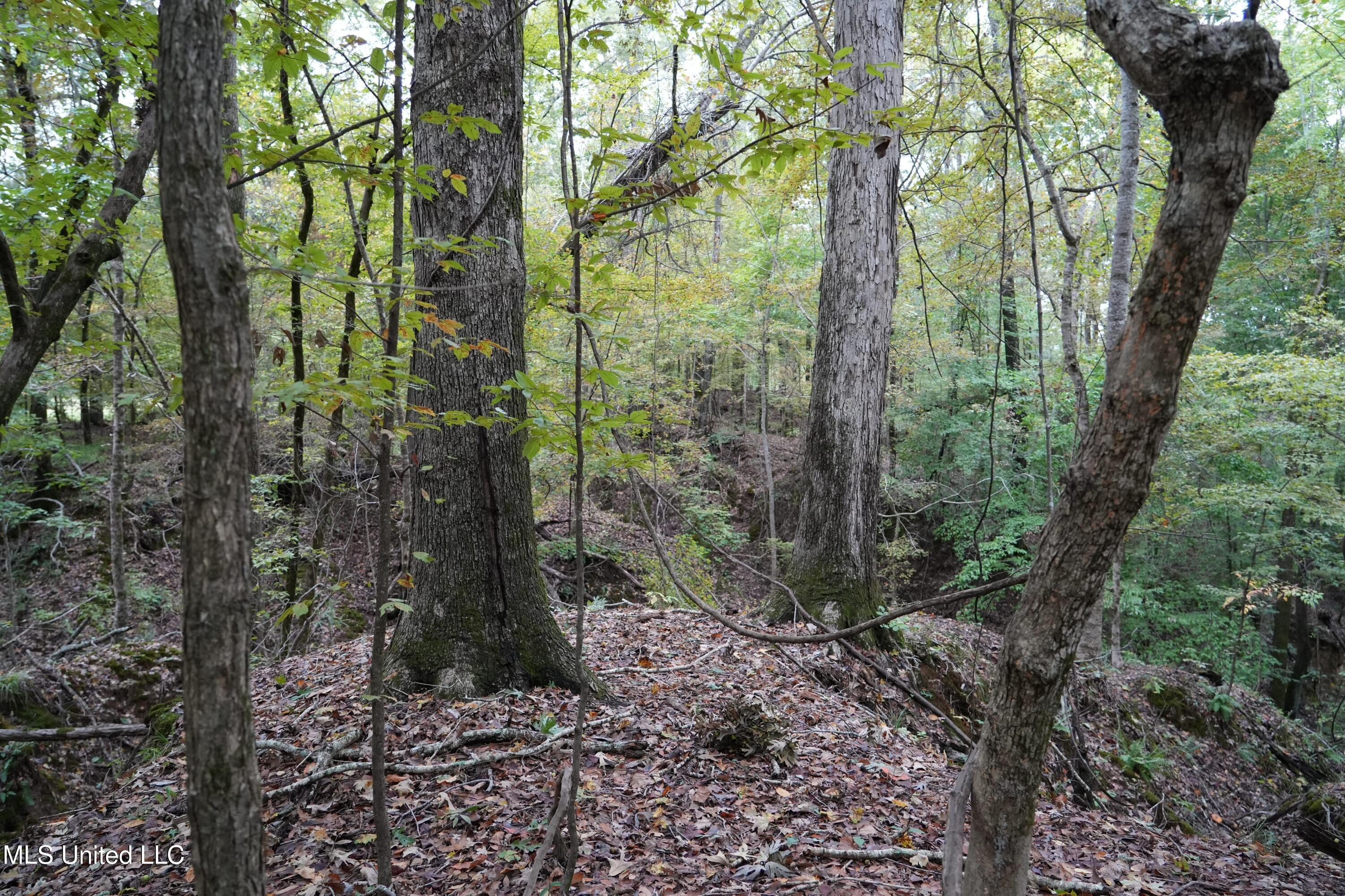 0 Phoenix Road Bentonia, MS 39040 - Photo 11 of 33 11.