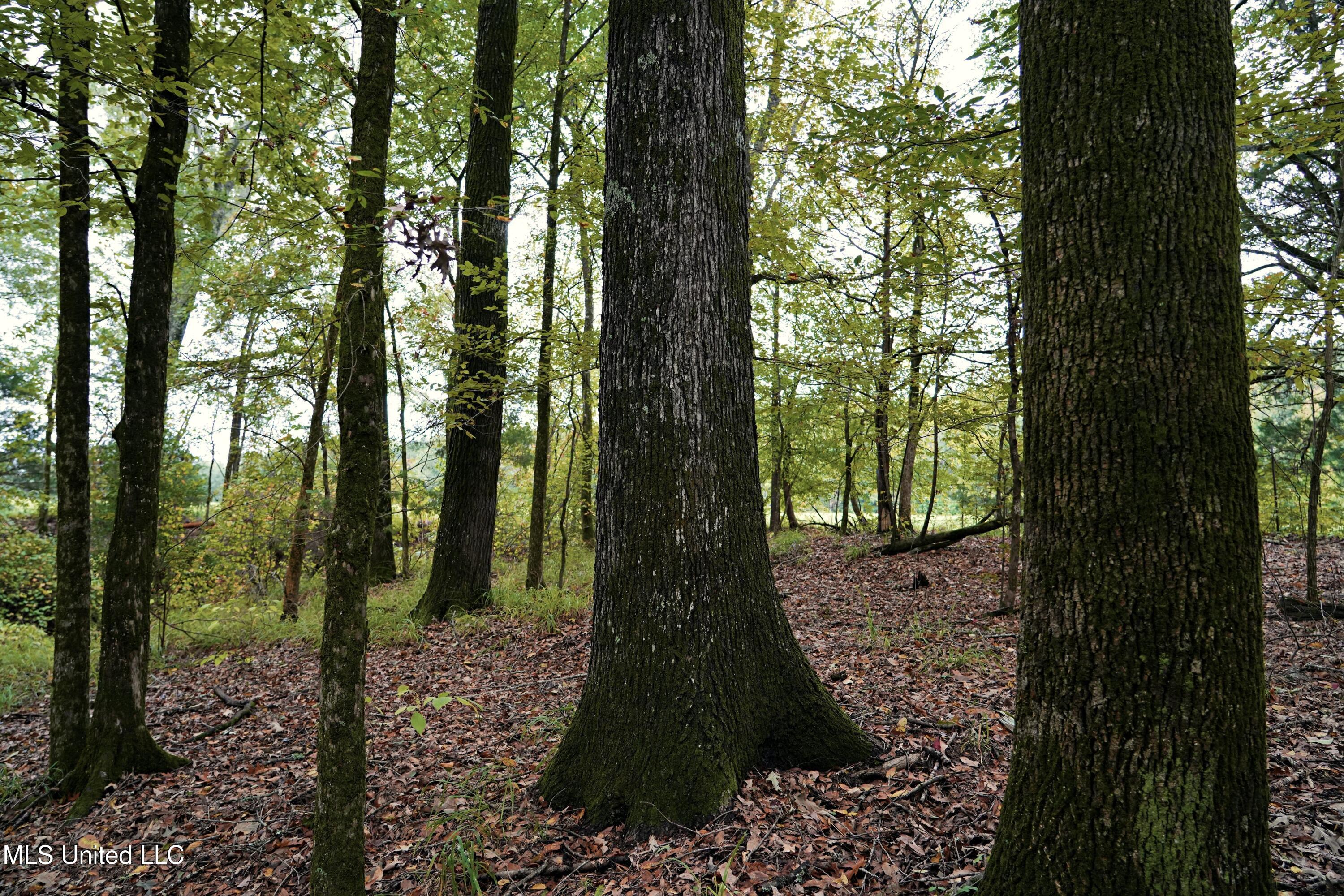 0 Phoenix Road Bentonia, MS 39040 - Photo 13 of 33 13.