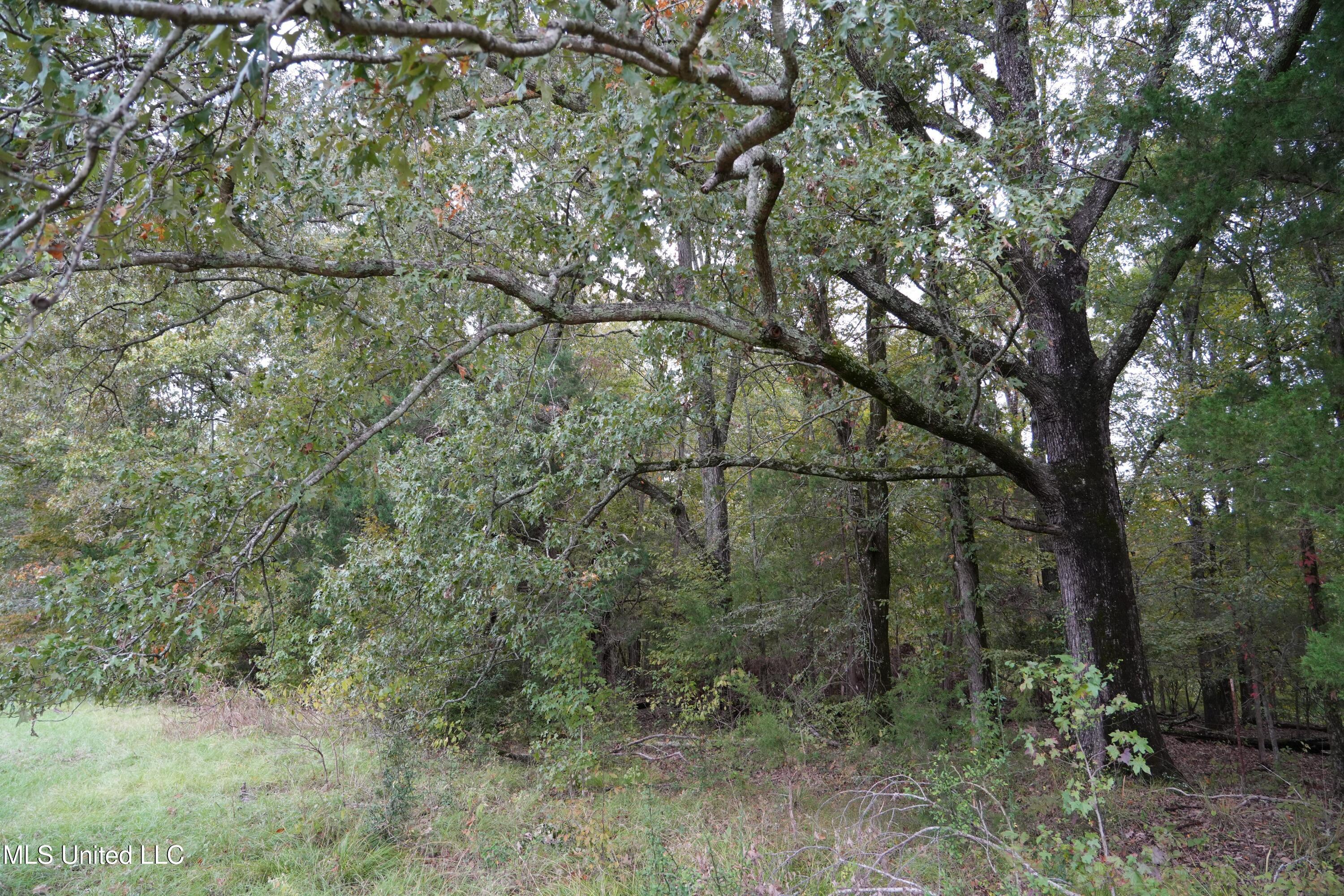 0 Phoenix Road Bentonia, MS 39040 - Photo 8 of 33 8.