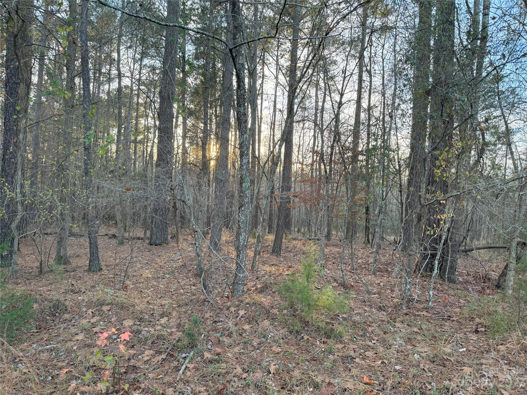 518 Colonels Circle Ridgeway, SC 29130 - Photo 1 of 8 a view of a forest with trees in the background