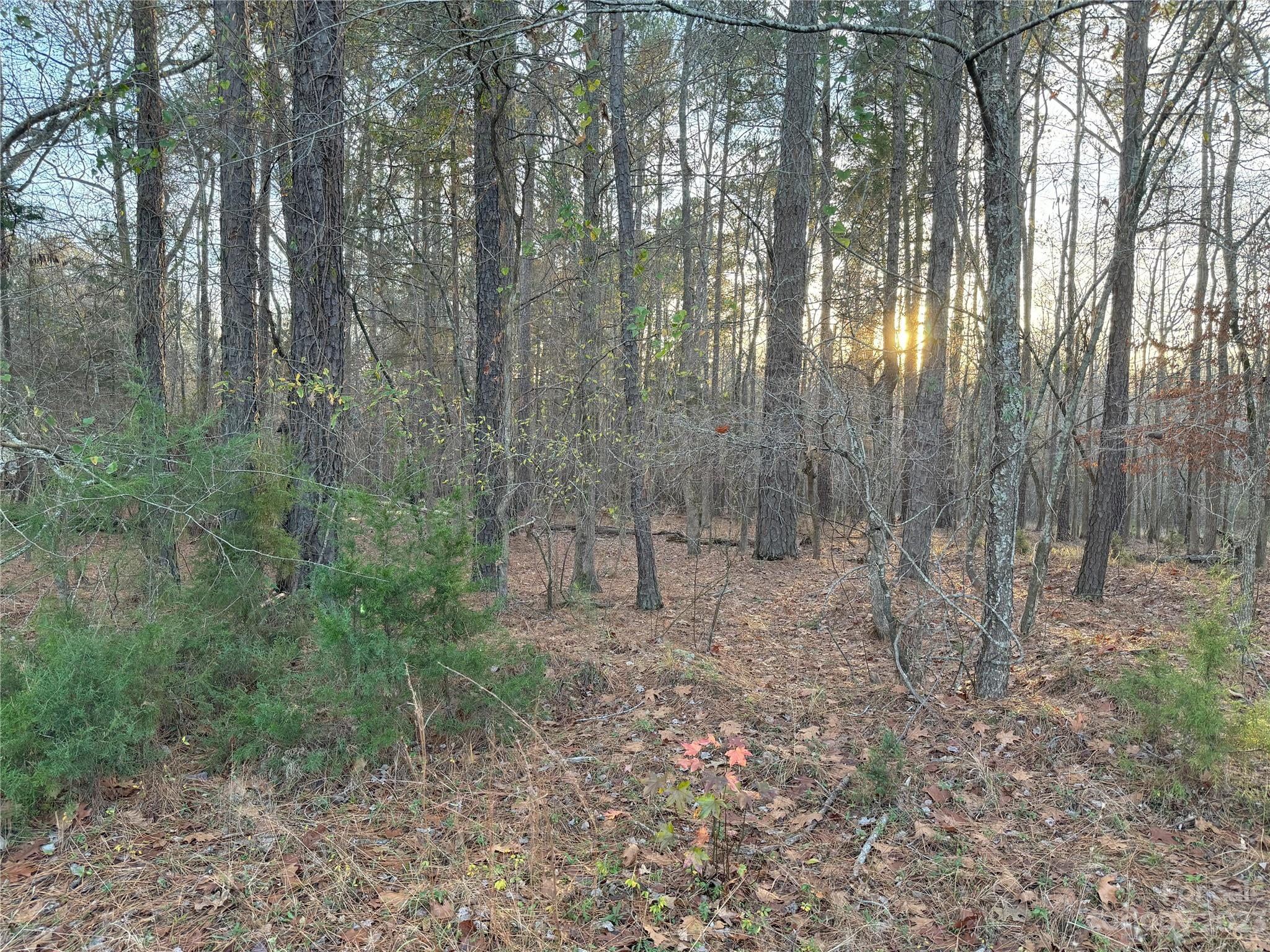 518 Colonels Circle Ridgeway, SC 29130 - Photo 3 of 8 a view of a forest with trees in the background