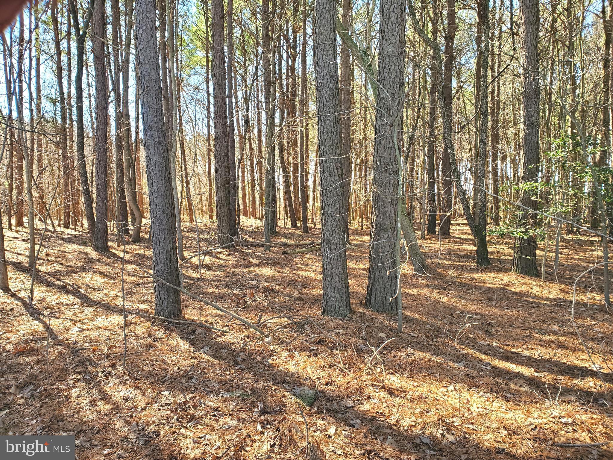 Gravel Branch Road Hurlock, MD 21643 - Photo 5 of 11 Northern Portion of Lot
