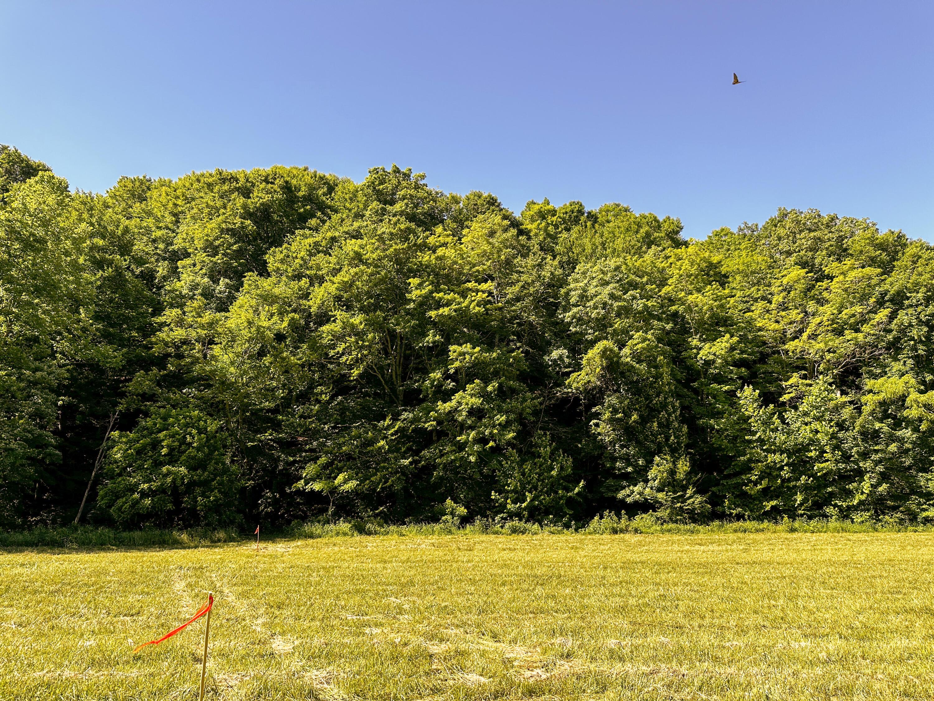 1725 Hull Road, Unit TRACT 4 WOODS WAYNE FOREST) Patriot, OH 45658 - Photo 12 of 45 20240607_142023318_iOS