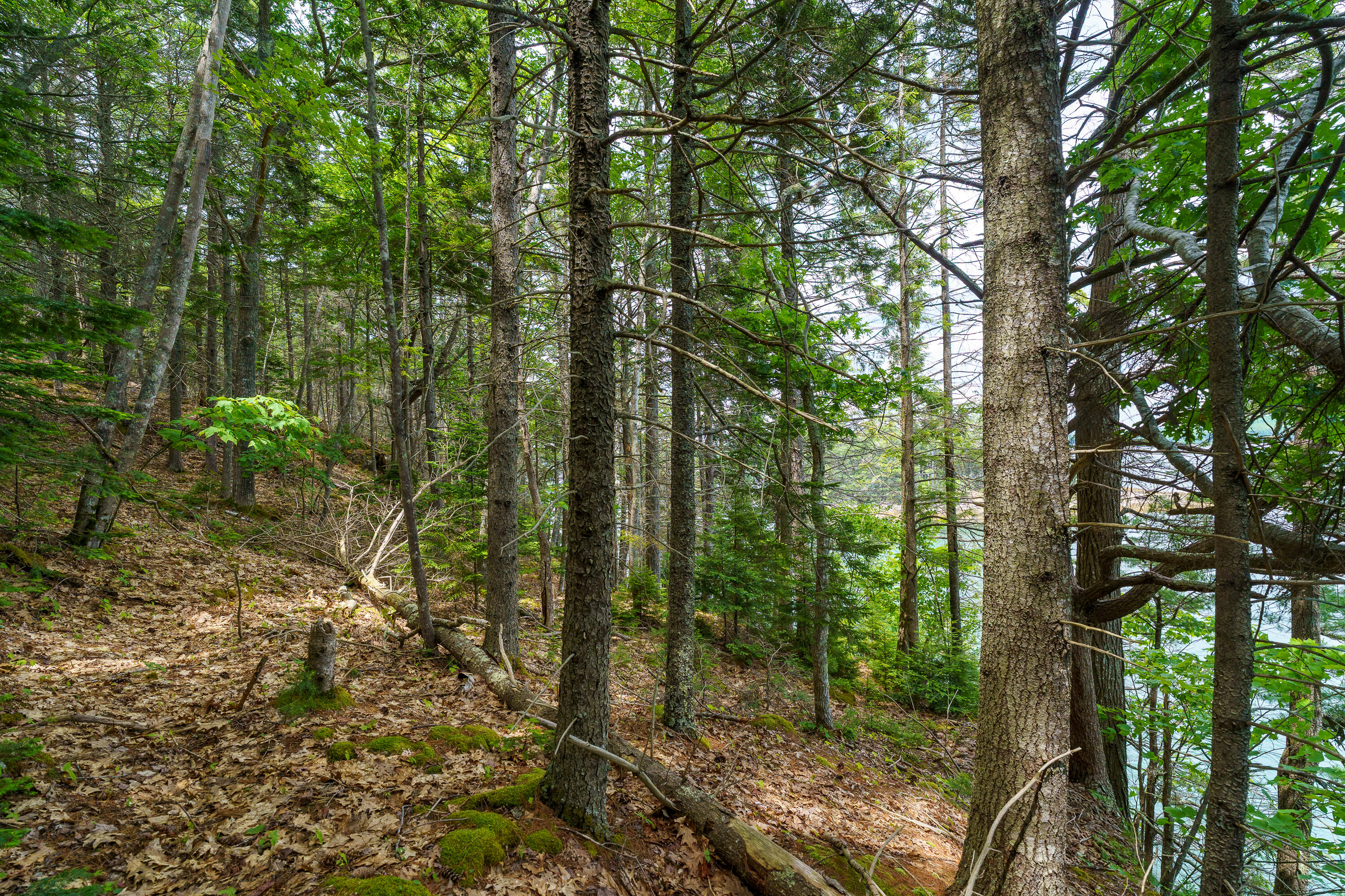 205 Steves Road Boothbay, ME 04537 - Photo 15 of 17 205 Steves Rd. Boothbay-27