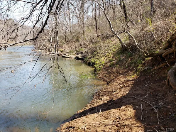 a view of a forest filled with trees