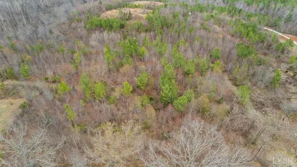 a close up of a plant in a garden