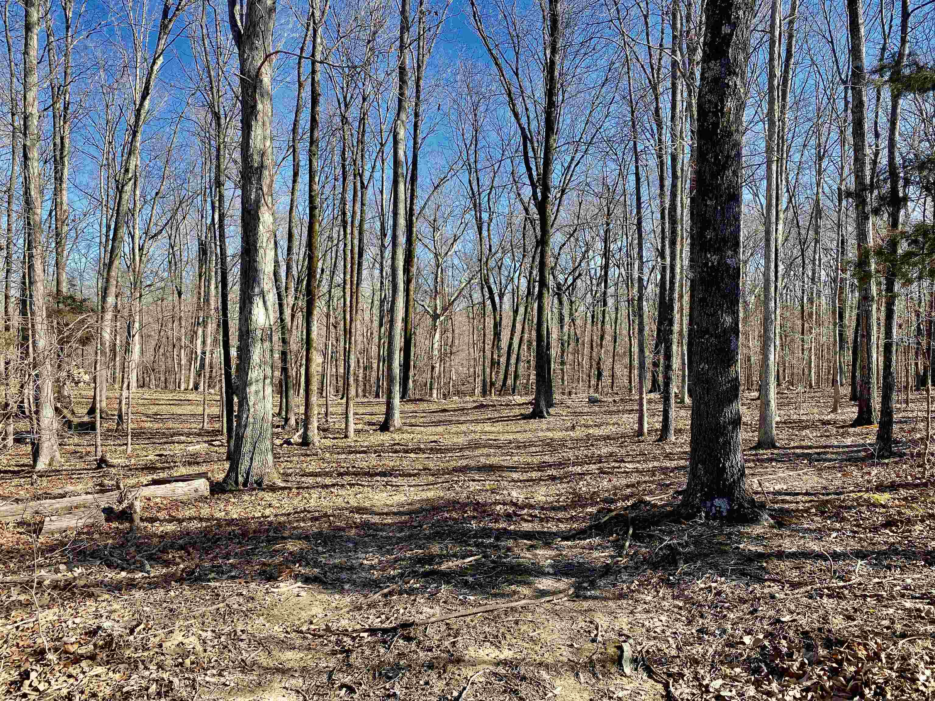 5.15 Country Club Road Somerville, TN 38068 - Photo 2 of 12 Gallery Image 2
