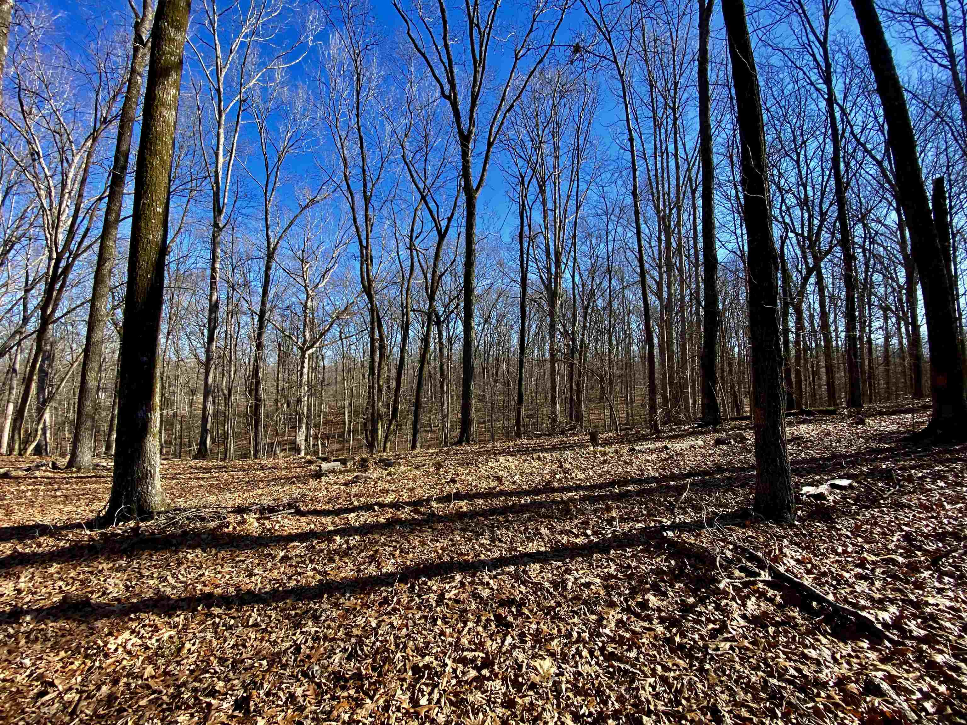 5.15 Country Club Road Somerville, TN 38068 - Photo 3 of 12 Gallery Image 3