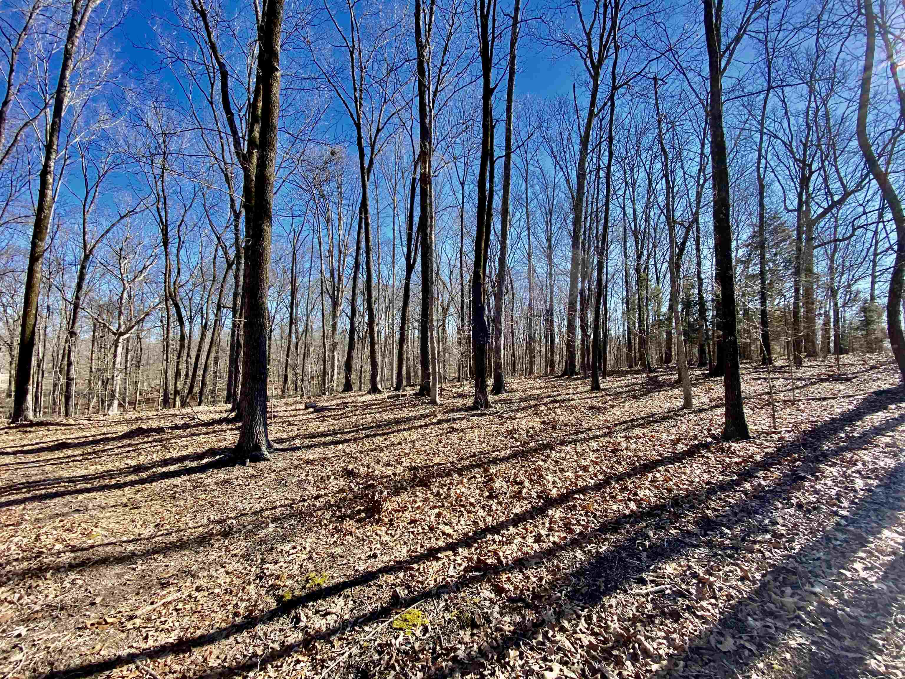 5.15 Country Club Road Somerville, TN 38068 - Photo 4 of 12 Gallery Image 4
