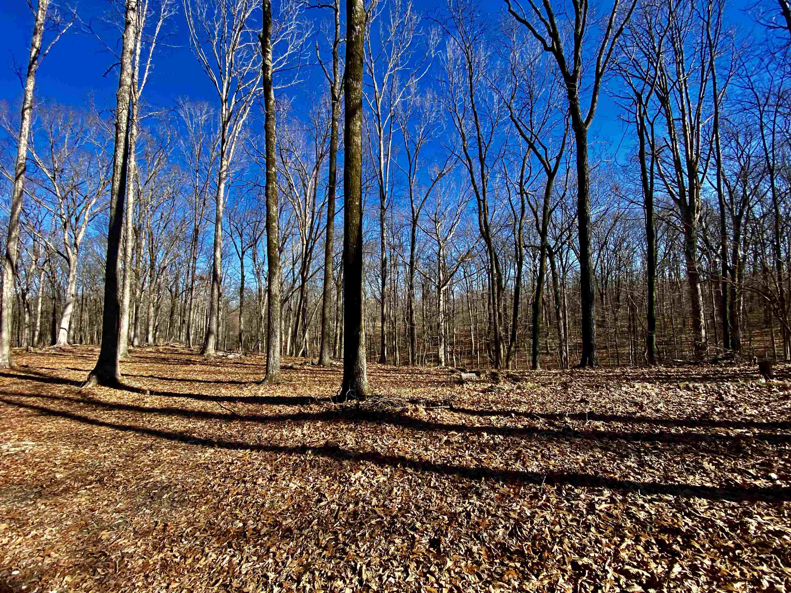 5.15 Country Club Road Somerville, TN 38068 - Photo 9 of 12 Gallery Image 9
