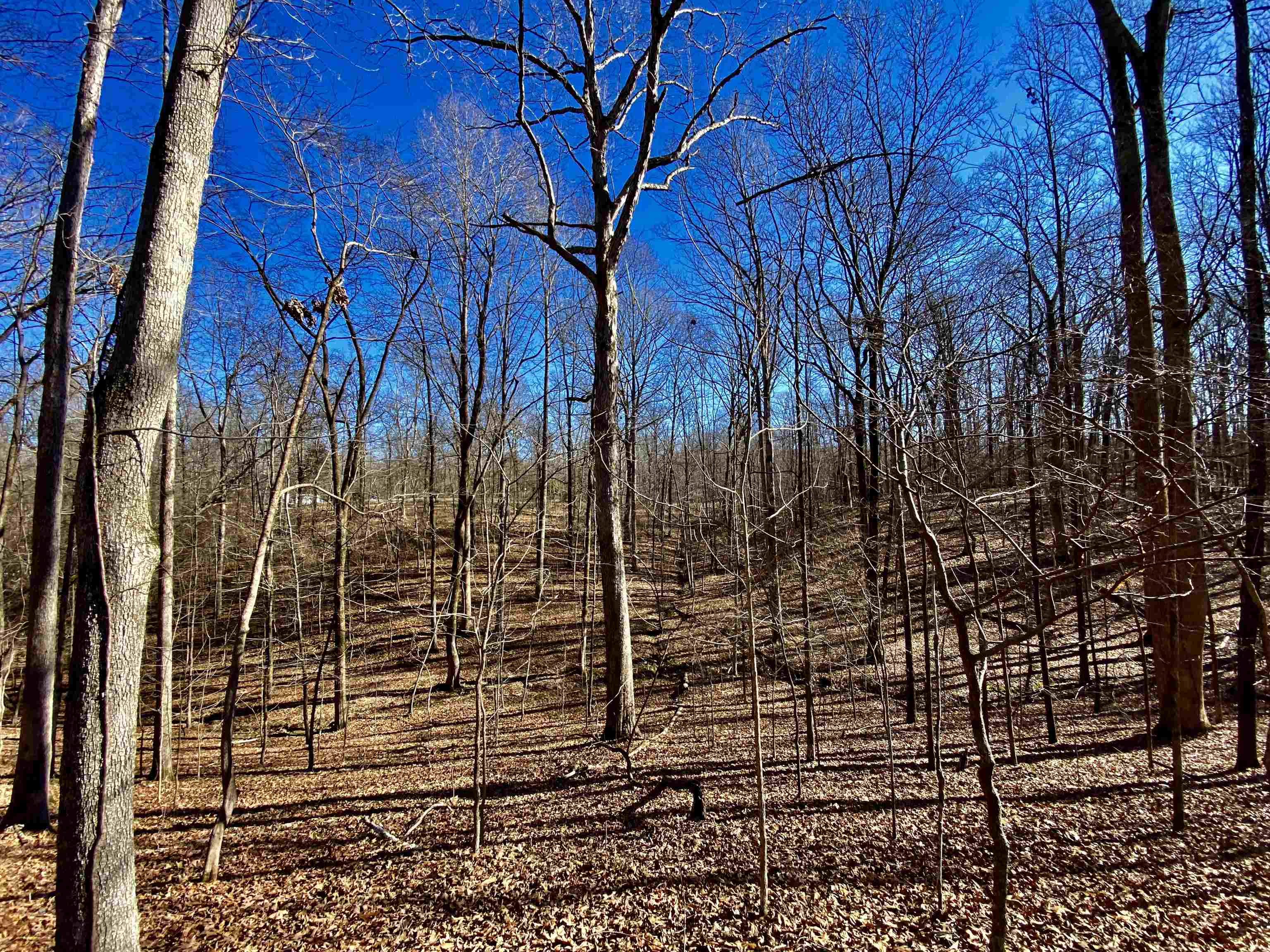 5.15 Country Club Road Somerville, TN 38068 - Photo 10 of 12 Gallery Image 10