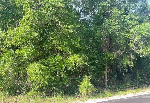 a view of a lush green forest