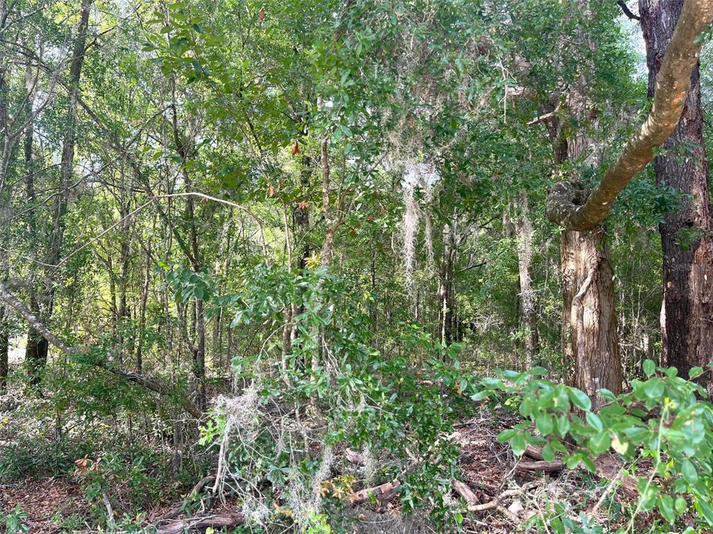 0 Northeast 56th Street High Springs, FL 32643 - Photo 12 of 23 a view of a lush green forest