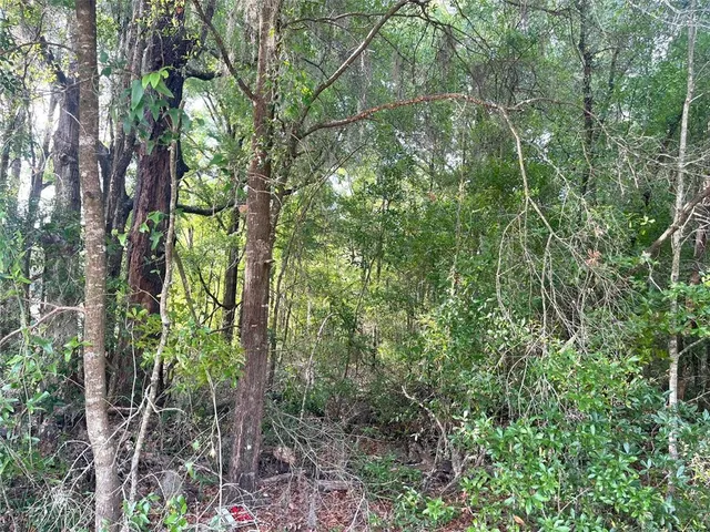 a view of a yard with a tree