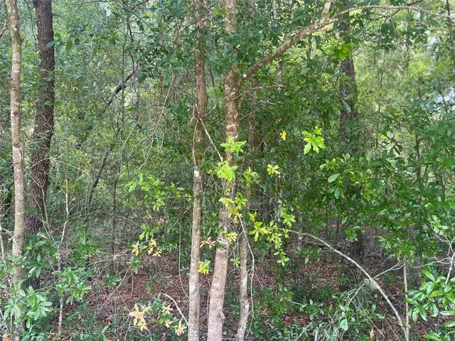 a view of a lush green forest