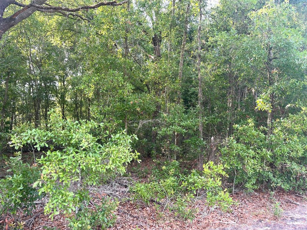 0 Northeast 56th Street High Springs, FL 32643 - Photo 15 of 23 a view of a lush green forest