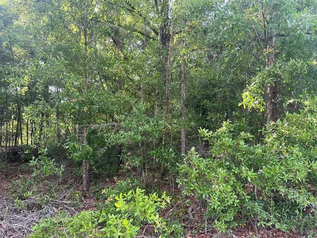 a view of a forest with trees in front of it