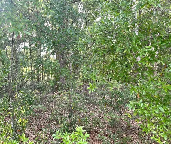 a view of a forest that has a tree