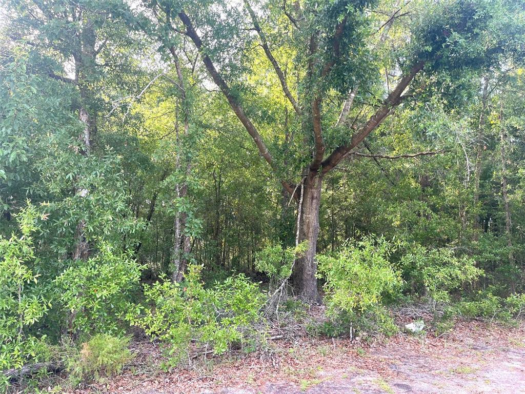 0 Northeast 56th Street High Springs, FL 32643 - Photo 18 of 23