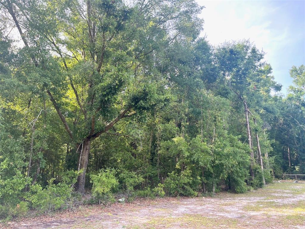 0 Northeast 56th Street High Springs, FL 32643 - Photo 19 of 23 a view of a forest with trees in front of it