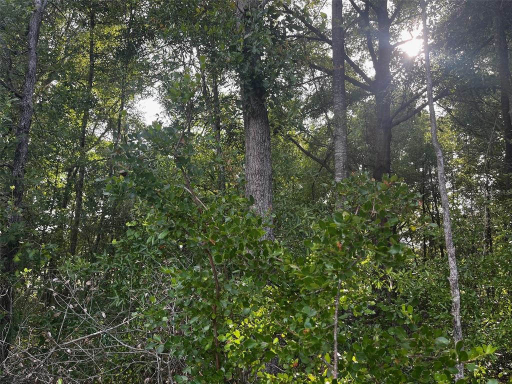 0 Northeast 56th Street High Springs, FL 32643 - Photo 20 of 23 a view of a forest that has a tree