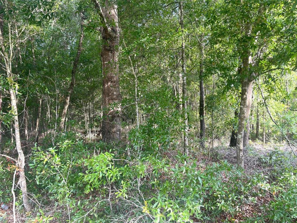 0 Northeast 56th Street High Springs, FL 32643 - Photo 2 of 23