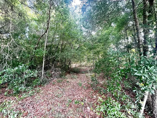 a view of a yard with plants and large trees