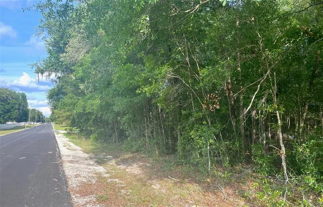 a view of a forest with trees in front of it