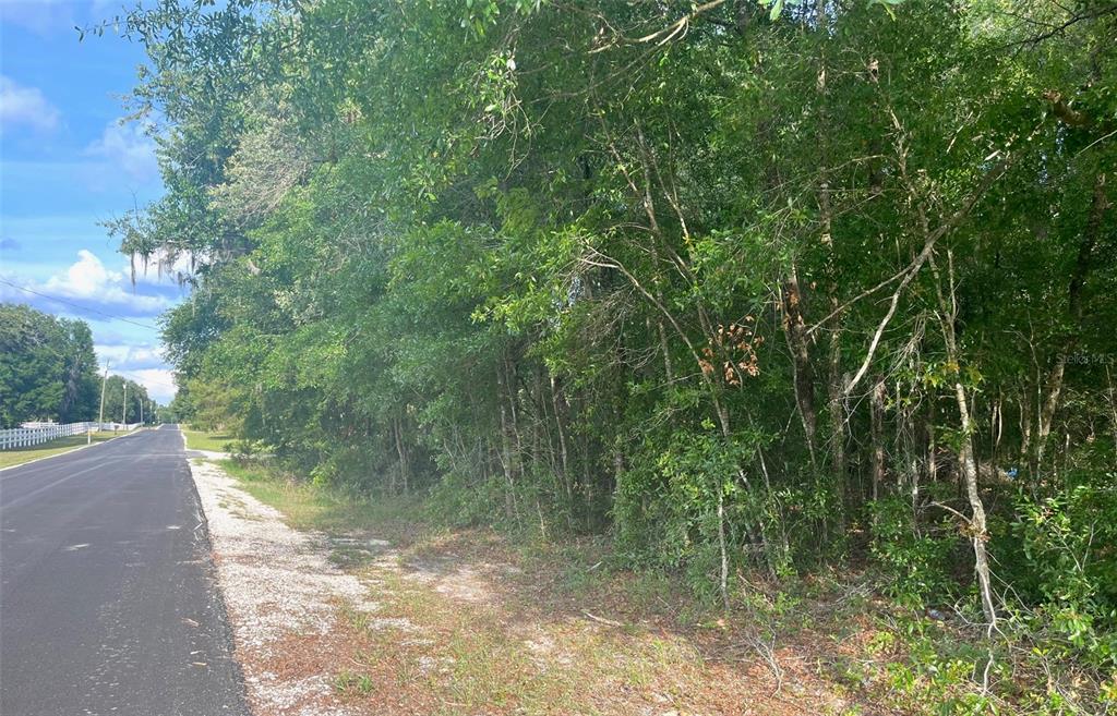 0 Northeast 56th Street High Springs, FL 32643 - Photo 6 of 23 a view of a yard with a tree