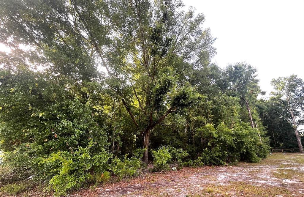 0 Northeast 56th Street High Springs, FL 32643 - Photo 7 of 23 a view of a forest with trees in front of it
