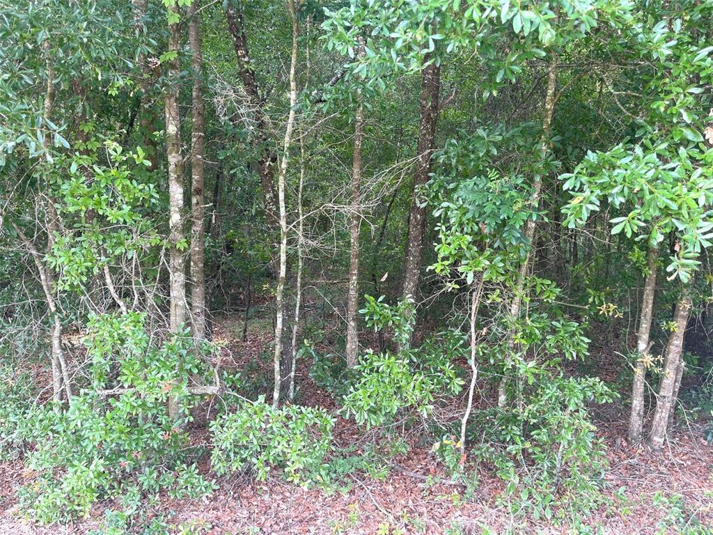 0 Northeast 56th Street High Springs, FL 32643 - Photo 8 of 23 a view of forest