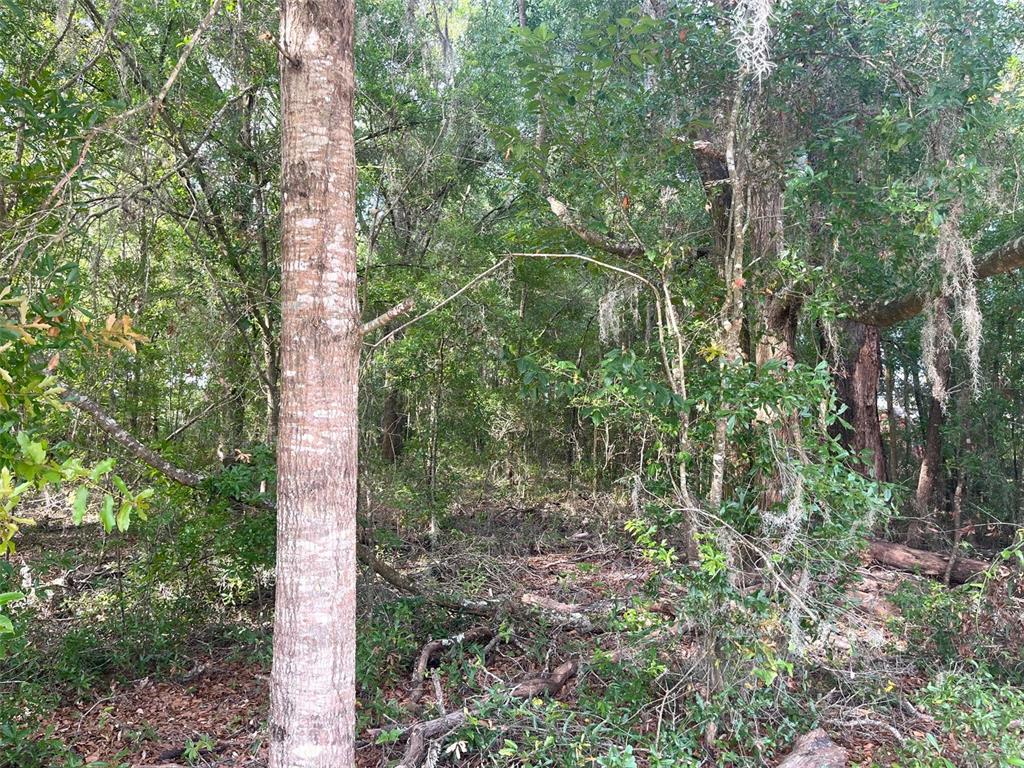0 Northeast 56th Street High Springs, FL 32643 - Photo 9 of 23 a view of a forest with a tree