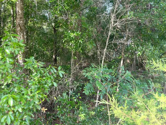 a view of a forest from a window