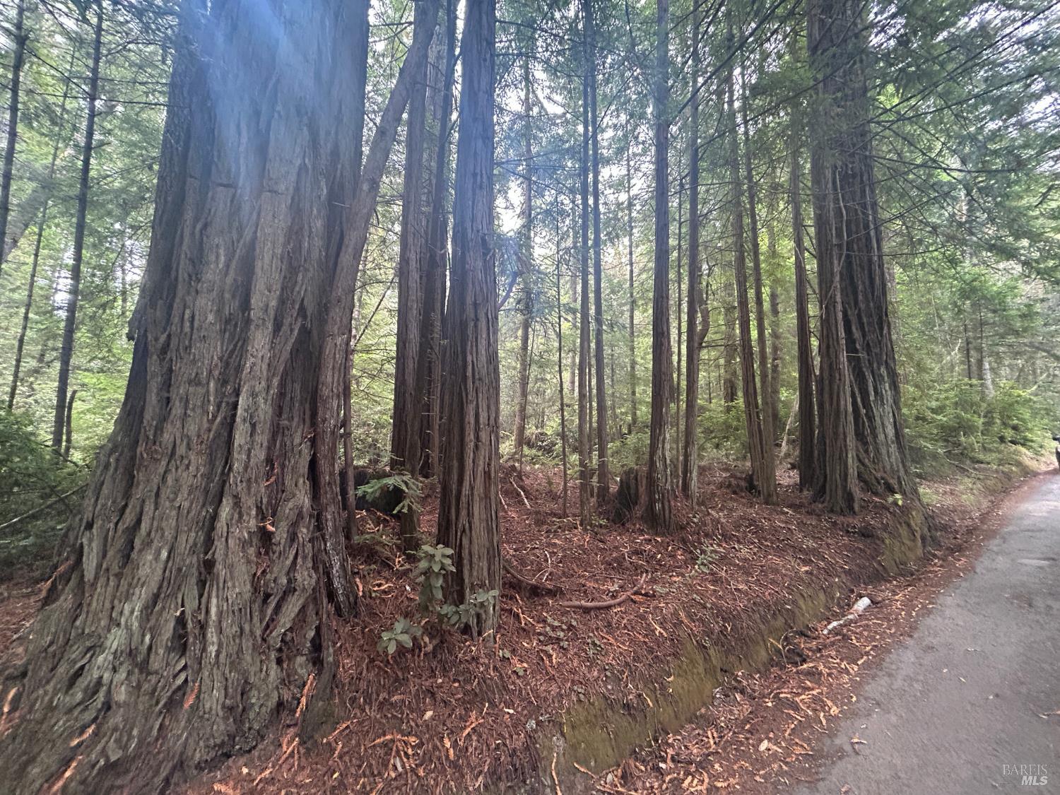 0 Law Road Mendocino, CA 95460 - Photo 2 of 6 a view of a forest with lots of trees