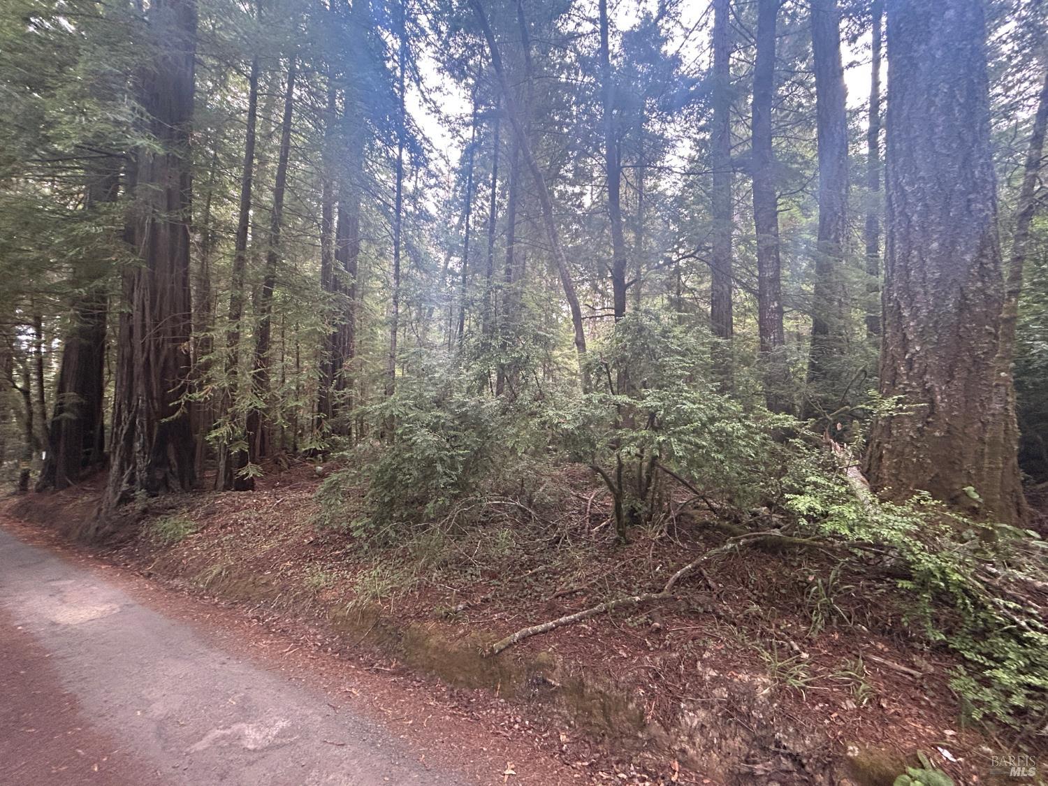 0 Law Road Mendocino, CA 95460 - Photo 3 of 6 a view of a forest with trees in the background