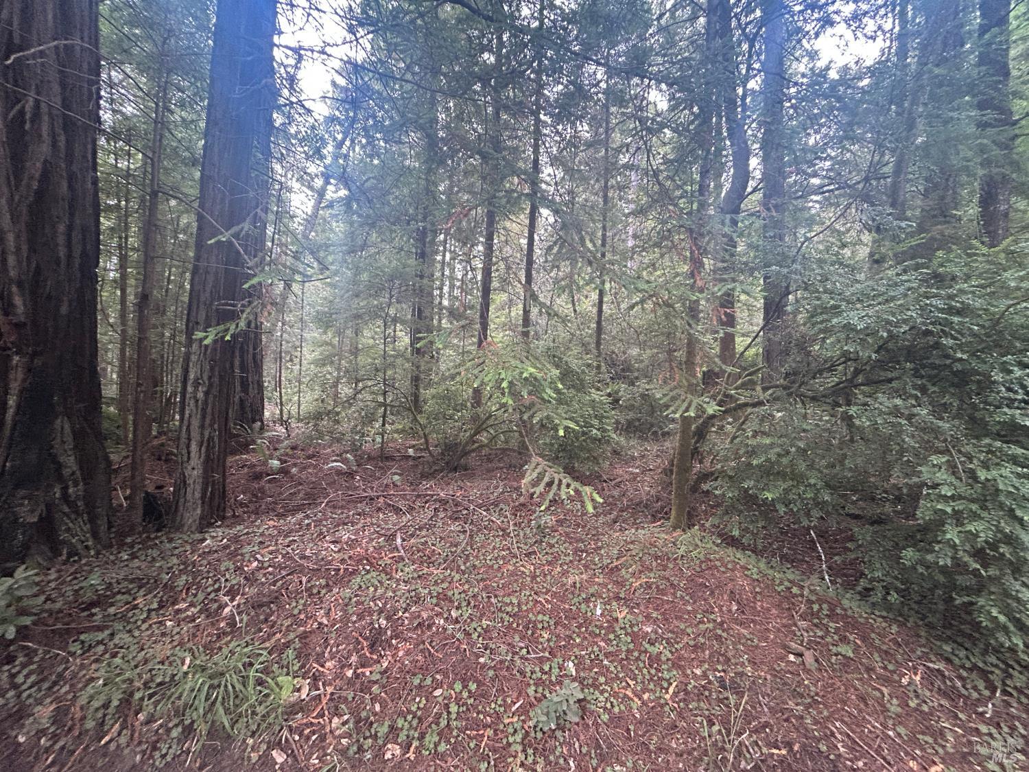 0 Law Road Mendocino, CA 95460 - Photo 4 of 6 a view of a yard with trees in the background