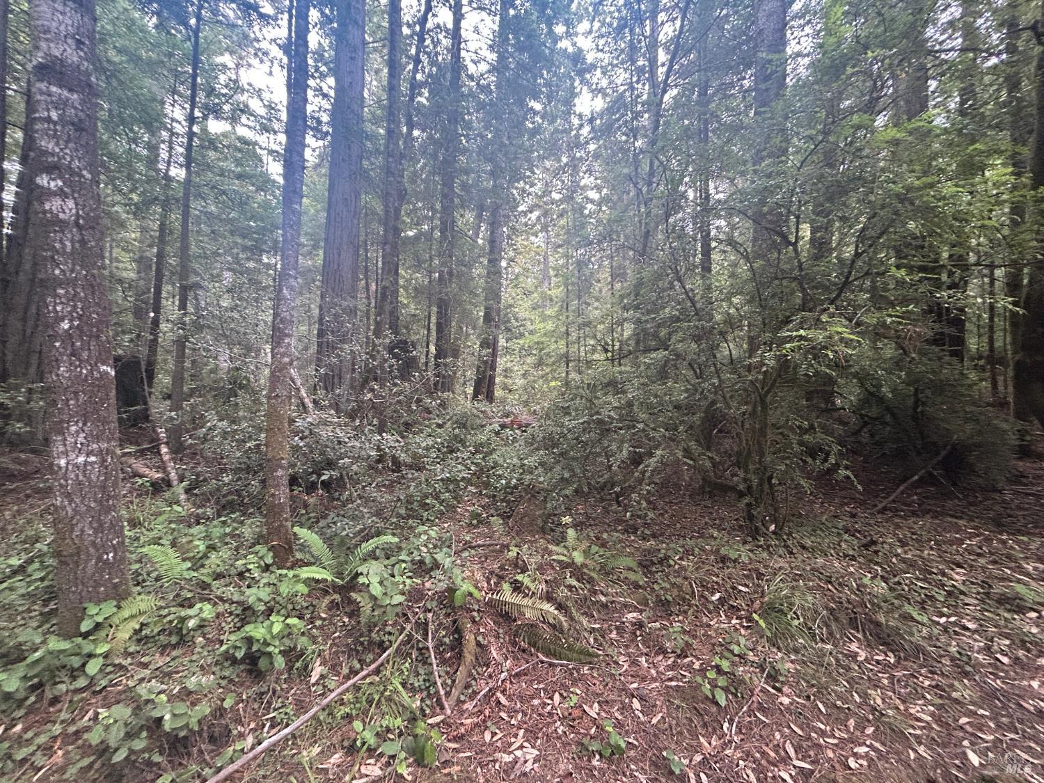 0 Law Road Mendocino, CA 95460 - Photo 5 of 6 a view of a forest with trees