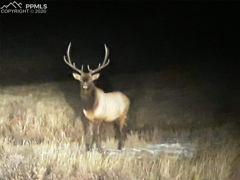 7260 Remington Road Como, CO 80432 - Photo 46 of 47 Wildlife!