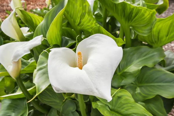 $3,250,000 | 38385 Larue Way, Davis, CA 95616