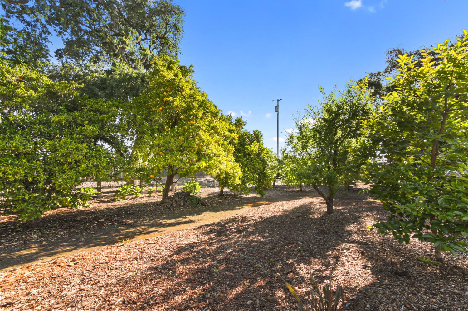 38385 Larue Way Davis, CA 95616 - Photo 74 of 89 a view of a yard with plants and large trees