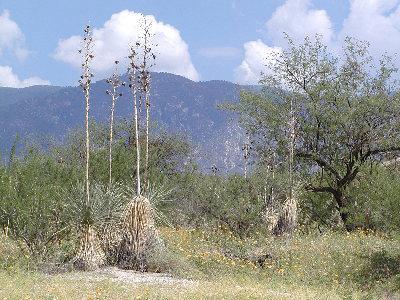 4335 East Rollins Road Tucson, AZ 85739 - Photo 1 of 1 Gallery Image 1