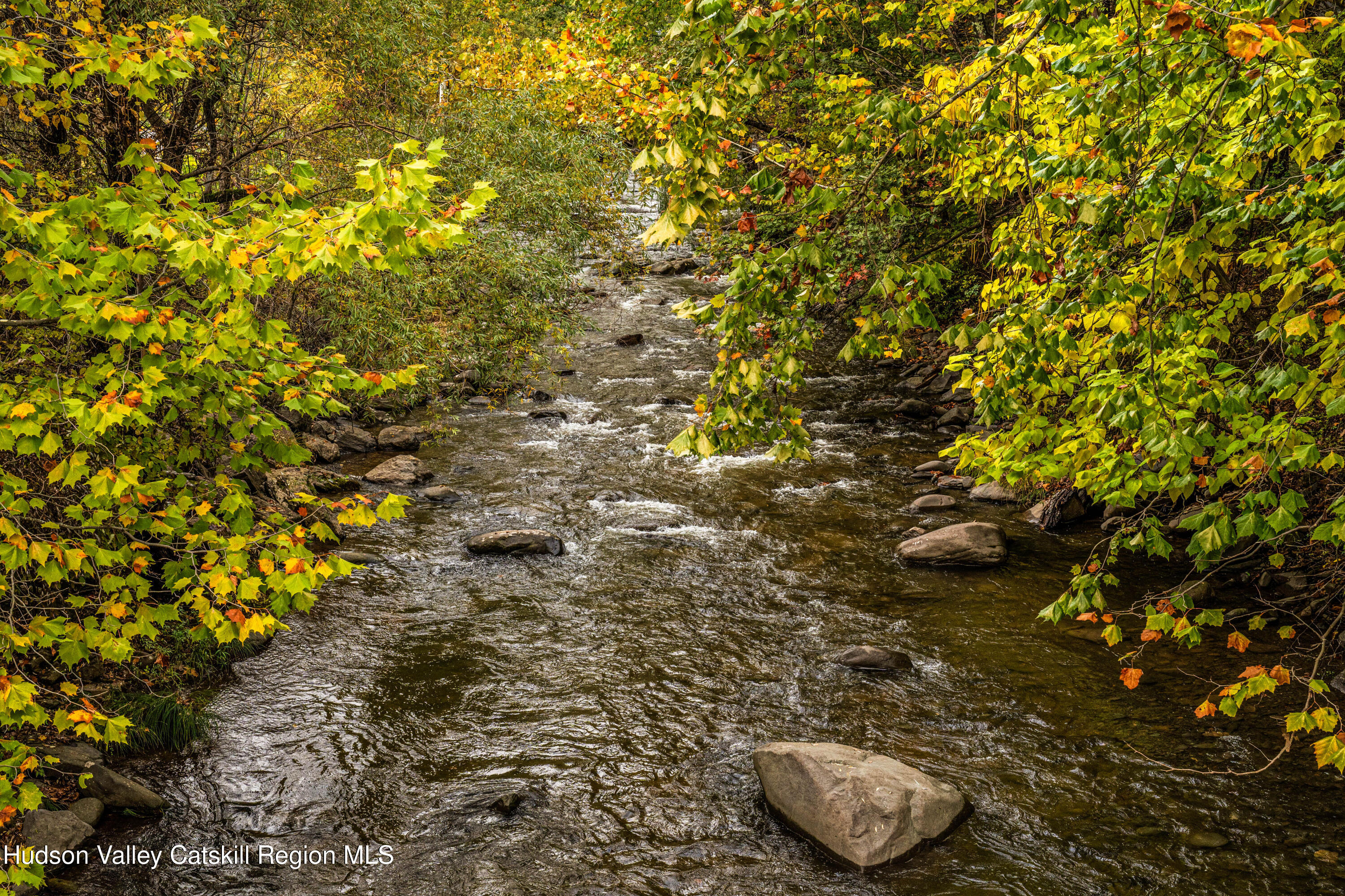 1 Wittenberg Road Bearsville, NY 12409 - Photo 59 of 72 a close up of a plant in a garden