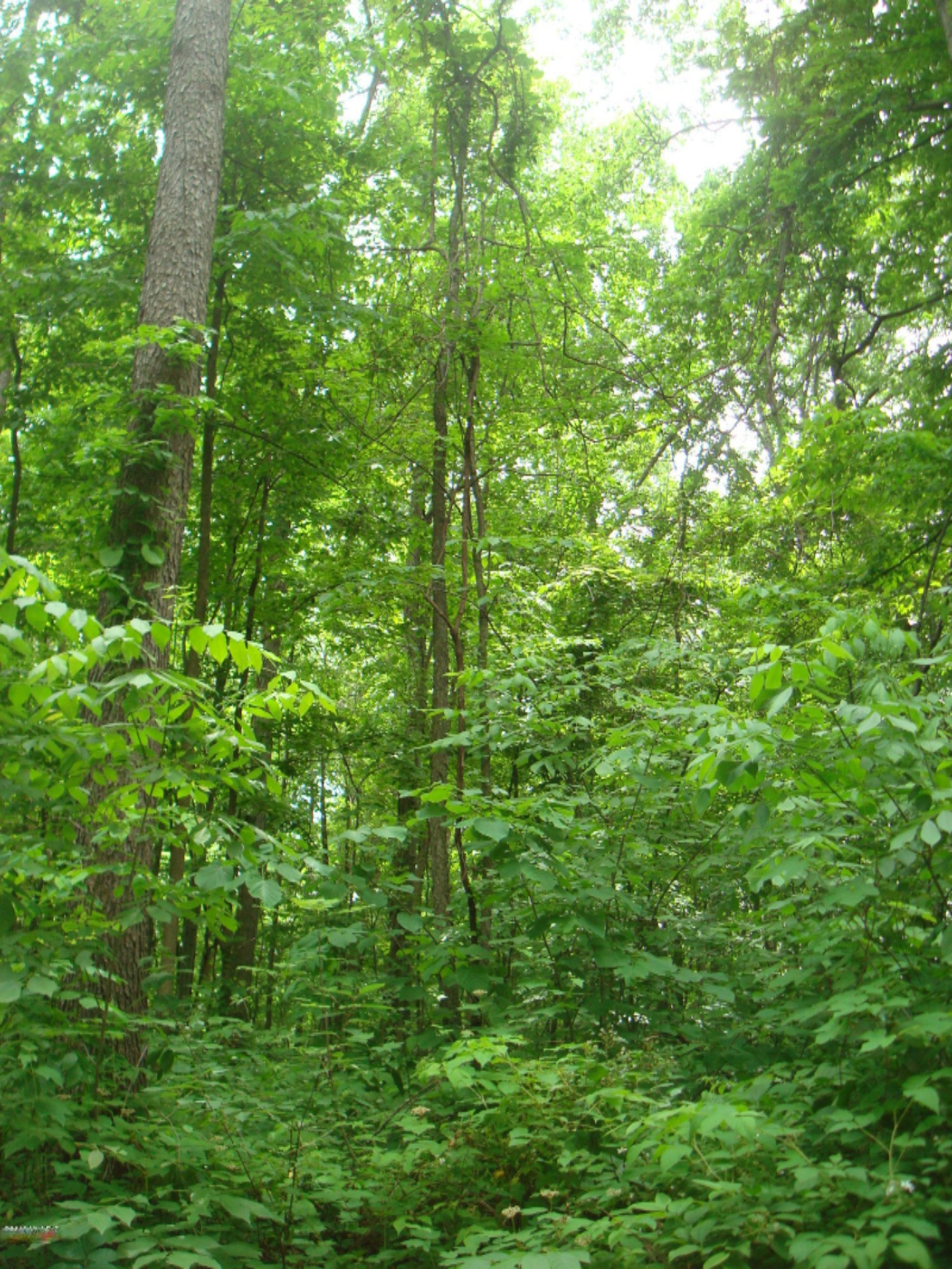 12282 Mead Road Montgomery, MI 49255 - Photo 134 of 142 9119-33 (16)