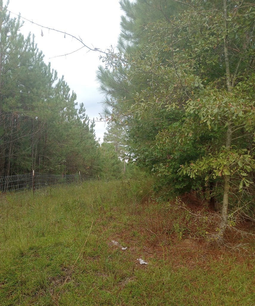 0 Salter Road Bartow, GA 30413 - Photo 3 of 6 Gallery Image 3