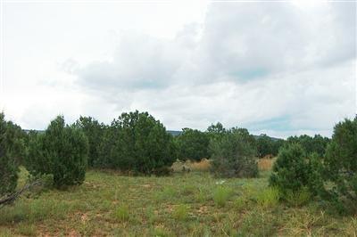 14 Forest Line Road Williams, AZ 86046 - Photo 3 of 6 Additional Photo