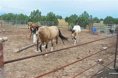 14 Forest Line Road Williams, AZ 86046 - Photo 4 of 6 Additional Photo